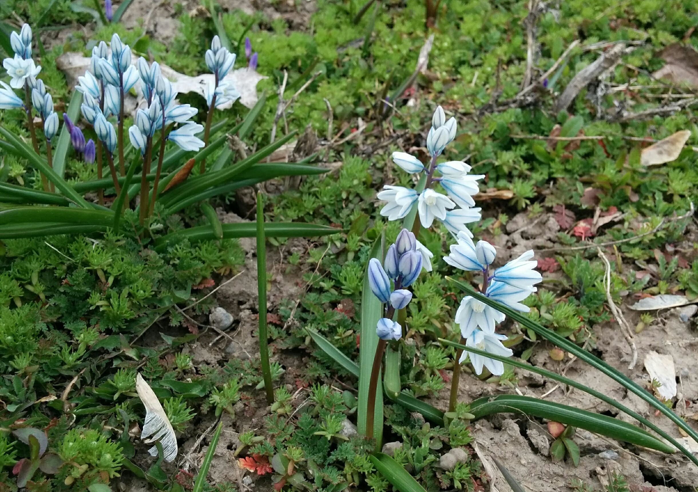 Puschkinia, blooming in April 2019